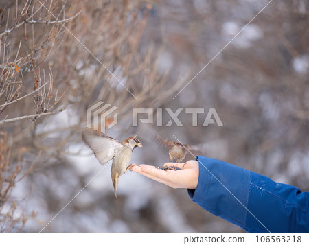 Sparrow eats seeds from a man's hand Sparrow eats seeds from a man's hand 106563218