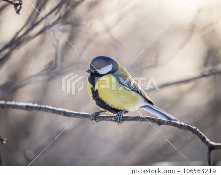 Cute bird Great tit, songbird sitting on a branch without leaves in the autumn or winter. Cute bird Great tit, songbird sitting on a branch without leaves in the autumn or winter. 106563219
