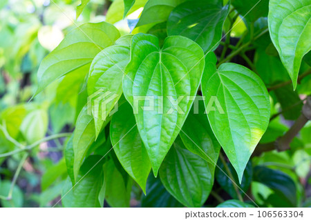 Green leaves of betel plant in the garden 106563304