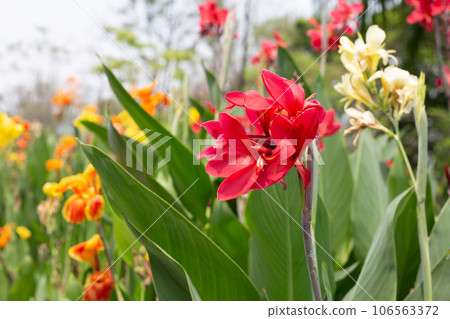 Beautiful canna flower with green leaves in the garden Beautiful canna flower with green leaves in the garden 106563372