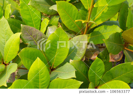 Tropical almond tree or Terminalia catappa 106563377