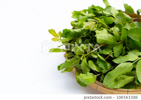 Brazilian peppertree leaves on white background. Brazilian peppertree leaves on white background. 106563386
