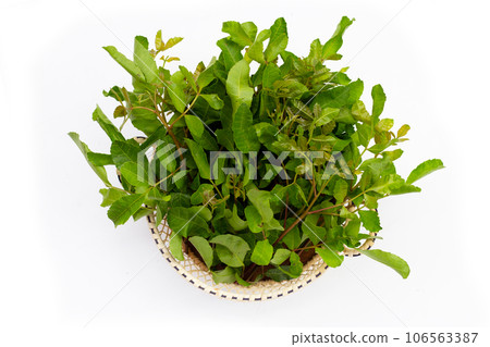 Brazilian peppertree leaves on white background. Brazilian peppertree leaves on white background. 106563387
