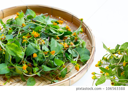 Yellow flower with green leaves of acmella oleracea or toothache plant on white background Yellow flower with green leaves of acmella oleracea or toothache plant on white background 106563388