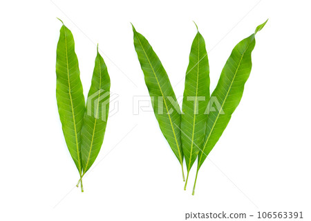 Mango leaves on white background. 106563391