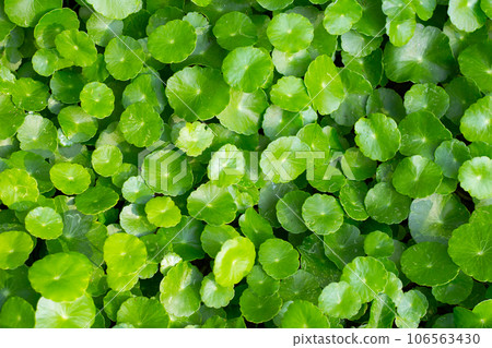 Fresh green centella asiatica leaves Fresh green centella asiatica leaves 106563430