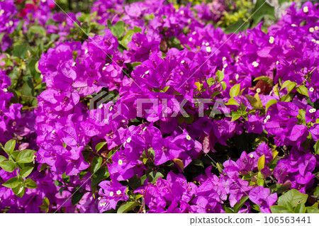 Beautiful bougainvillea flowers with green leaves 106563441
