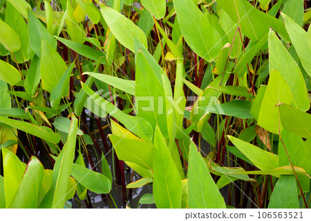 Alligator Flag, Water Canna (Thalia geniculata L.) 106563521