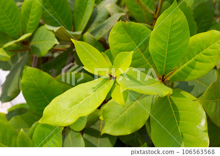 Tropical almond tree or Terminalia catappa Tropical almond tree or Terminalia catappa 106563568