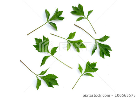 White mugwort leaves on white background. White mugwort leaves on white background. 106563573