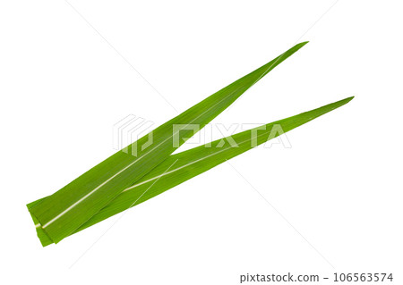 Sugar cane leaves on white background. 106563574