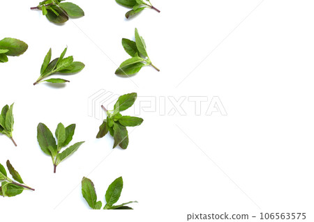 Holy basil leaves on white background. Holy basil leaves on white background. 106563575