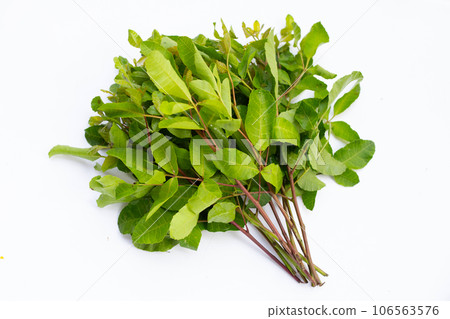 Brazilian peppertree leaves on white background. Brazilian peppertree leaves on white background. 106563576