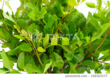 Brazilian peppertree leaves on white background. Brazilian peppertree leaves on white background. 106563577