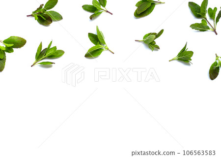 Holy basil leaves on white background. Holy basil leaves on white background. 106563583