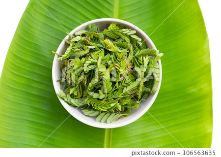Young tamarind leaves on white background. 106563635