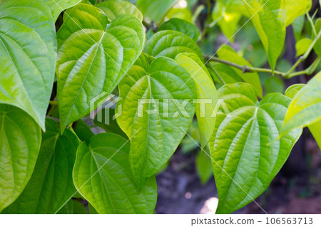 Green leaves of betel plant in the garden Green leaves of betel plant in the garden 106563713