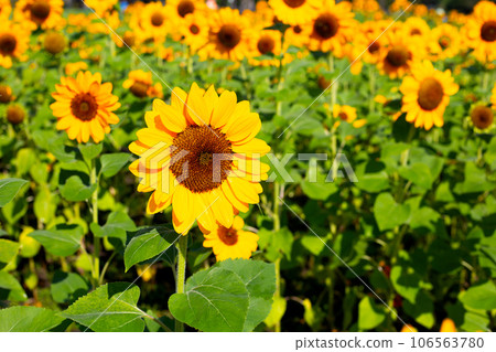 Sunflower field, Beautiful summer landscape. 106563780