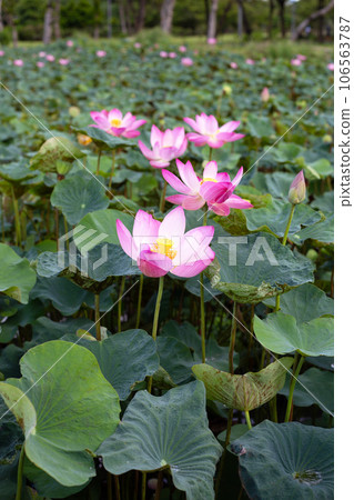 Pink lotus flower blooming in pond with green leaves Pink lotus flower blooming in pond with green leaves 106563787