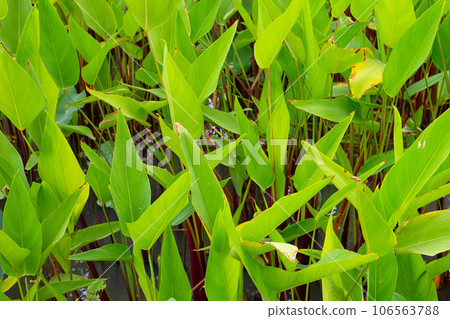 Alligator Flag, Water Canna (Thalia geniculata L.) Alligator Flag, Water Canna (Thalia geniculata L.) 106563788