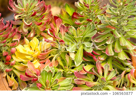 Monadenium succulentum euphorbia plant. Colorful leaves 106563877