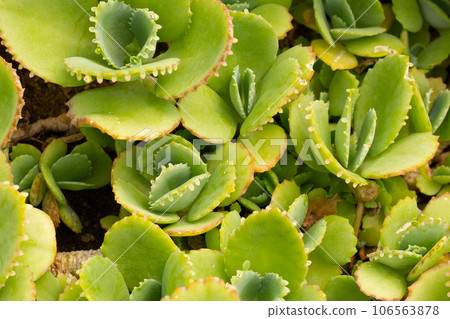 Mother of thousands plant or kalanchoe daigremontiana 106563878