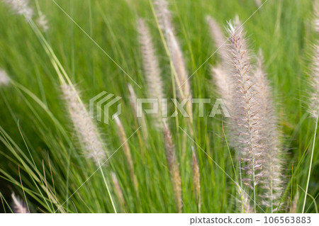 Fountain grass or pennisetum alopecuroides Fountain grass or pennisetum alopecuroides 106563883