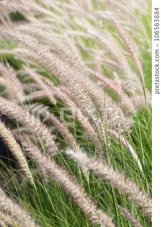 Fountain grass or pennisetum alopecuroides Fountain grass or pennisetum alopecuroides 106563884