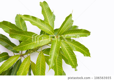 Mango leaves on white background 106563935