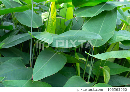 Thalia dealbata plant in the park 106563960