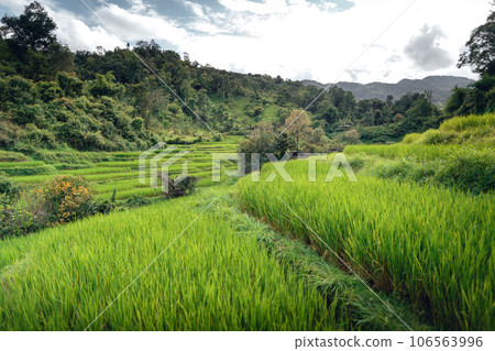 Rice fields and wooden hut balcony 106563996