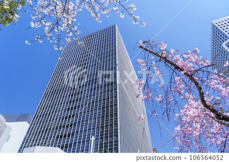 The 4th Building in front of Osaka Station surrounded by cherry blossoms in full bloom The 4th Building in front of Osaka Station surrounded by cherry blossoms in full bloom 106564052