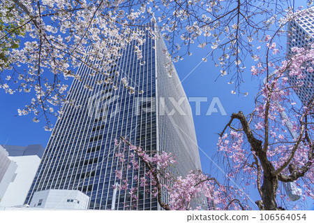 The 4th Building in front of Osaka Station surrounded by cherry blossoms in full bloom 106564054