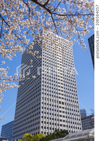 Osaka Station 3rd Building surrounded by cherry blossoms in full bloom 106564057