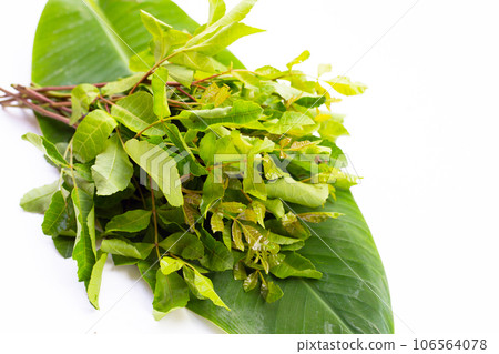 Brazilian peppertree leaves on white background. Brazilian peppertree leaves on white background. 106564078