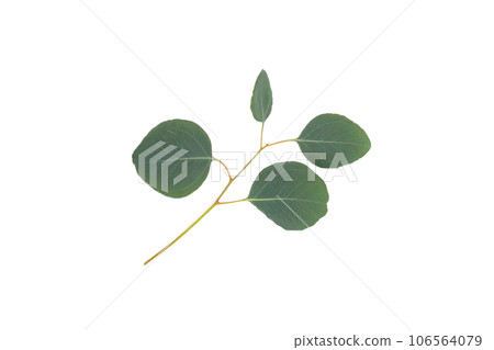 Green leaves of eucalyptus on white Green leaves of eucalyptus on white 106564079
