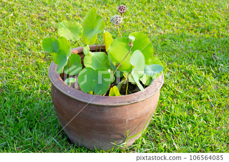 Beautiful lotus in a pot Beautiful lotus in a pot 106564085