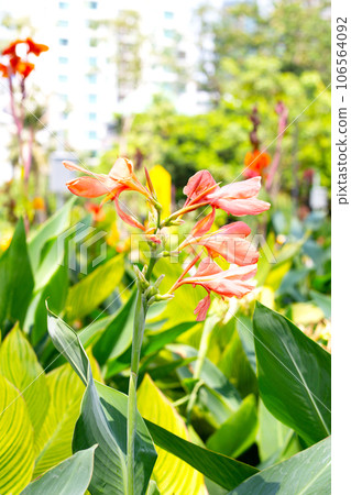 Beautiful canna flower with green leaves in the garden Beautiful canna flower with green leaves in the garden 106564092