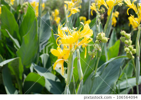 Beautiful canna flower with green leaves in the garden Beautiful canna flower with green leaves in the garden 106564094