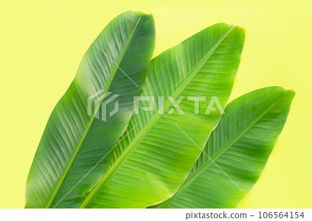 Fresh banana leaves on yellow background. 106564154