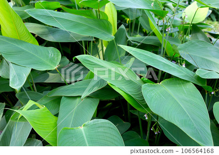 Thalia dealbata plant in the park 106564168