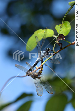 眼睛圖案美麗的 Akebikonoha 幼蟲與正在交配的鹽蜻蜓在樹枝上對峙的罕見圖像。 眼睛圖案美麗的 Akebikonoha 幼蟲與正在交配的鹽蜻蜓在樹枝上對峙的罕見圖像。 106564184