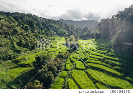 Rice terraces in rural forest with evening light,paddy field 106564188