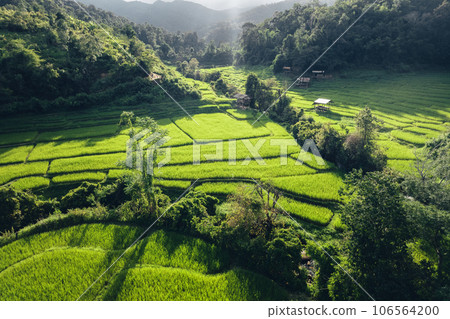Rice terraces in rural forest with evening light,paddy field 106564200