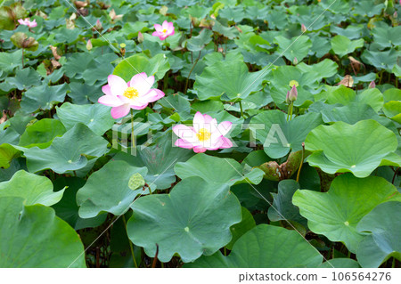 Beautiful blooming pink lotus flower with green leaves 106564276