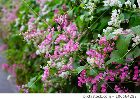 Mexican creeper, Chain of love, Coral vine. Pink flower Mexican creeper, Chain of love, Coral vine. Pink flower 106564282