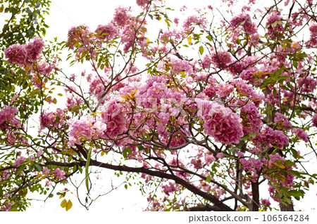 Trumpet Tree, Pink Poui, New World Trumpet, Rosy Trumpet 106564284