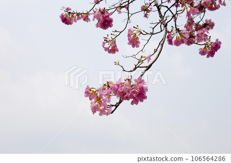 Trumpet Tree, Pink Poui, New World Trumpet, Rosy Trumpet 106564286