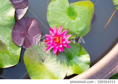 Beautiful water lily. Lotus flower with green leaves 106564313
