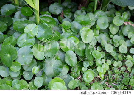 Fresh green centella asiatica leaves Fresh green centella asiatica leaves 106564319